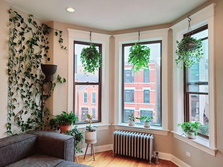 Plantas colgantes en tres ventanas grandes en habitación blanca con vista a un edificio naranja