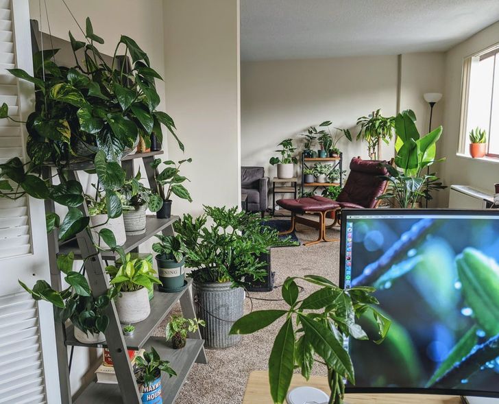 Amplia habitación blanca con estantes llenos de plantas y otras en el piso