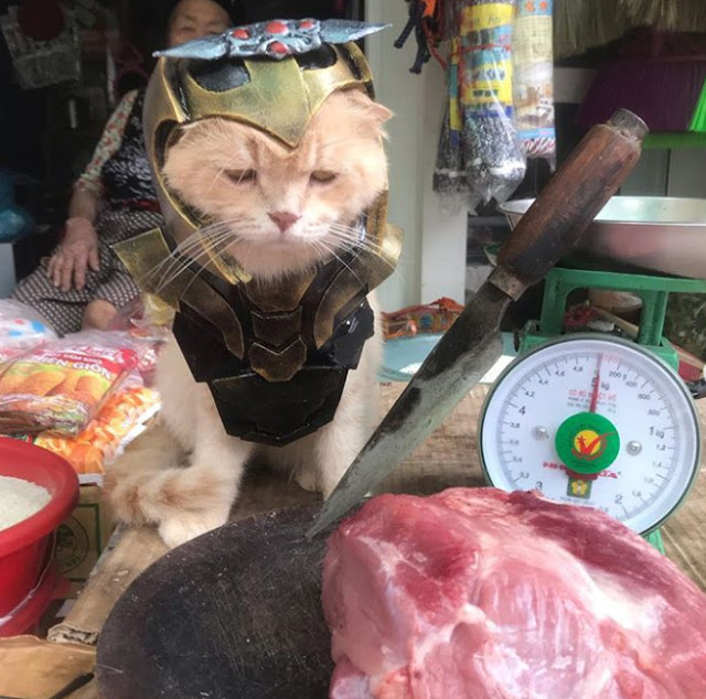 Gatito Chó con disfraz de Thanos junto a un puesto de carne en el mercado