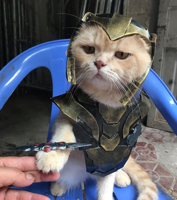 Gatito Chó con disfraz de Loki sentado en silla azul 