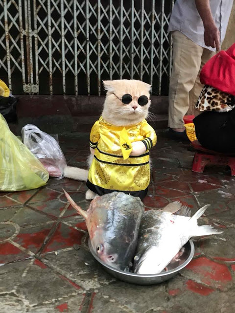Gatito Chó con traje amarillo y lentes de sol redondos junto a puesto de pescado