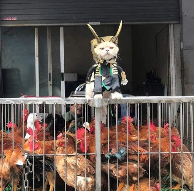 Gatito Chó con disfraz de Loki arriba de una jaula con gallinas 