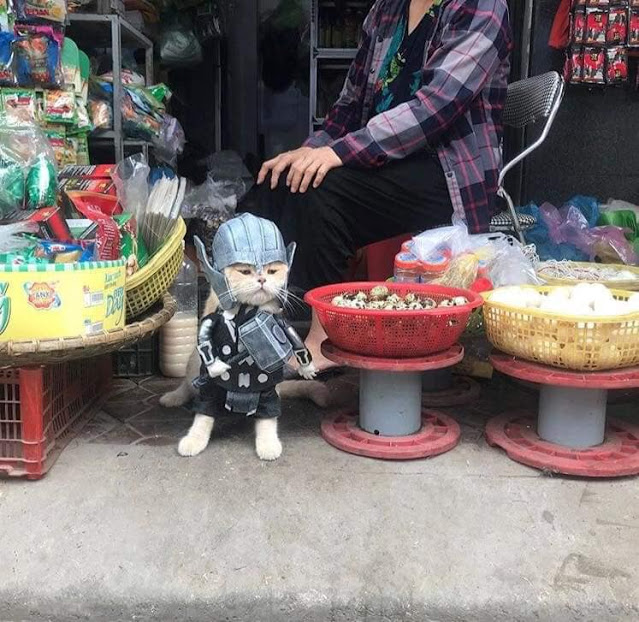 Gatito Chó con disfraz de Thor junto a canastas de comida en el mercado 