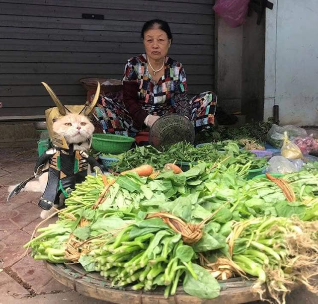 Gatito Dog con disfraz de Loki al lado de un puesto de verduras