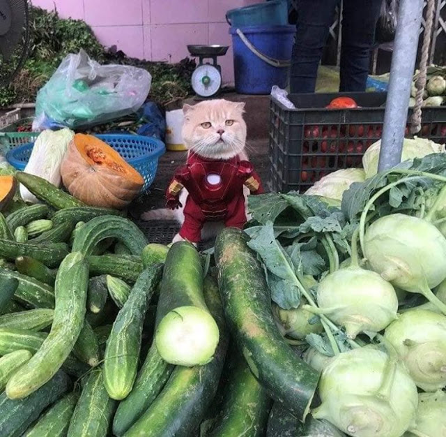 Gatito Chó con disfraz de Iron man junto a puesto de vegetales 