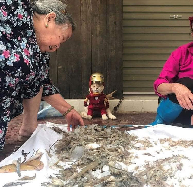 Gatito Chó con disfraz de Iron man junto a puesto de mariscos 