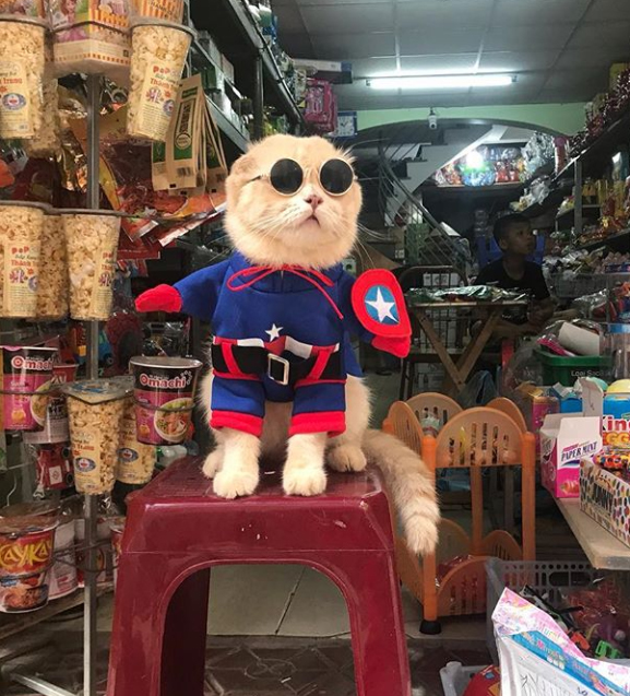 Gatito Chó con disfraz de capitán américa y lentes de sol redondos arriba de un banco rojo 