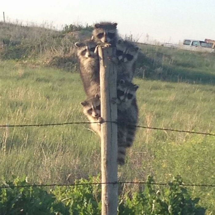 Cinco mapaches bebés arriba de un palo