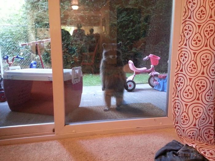 Mapache parado en dos patas afuera de una casa con vista al jardín 