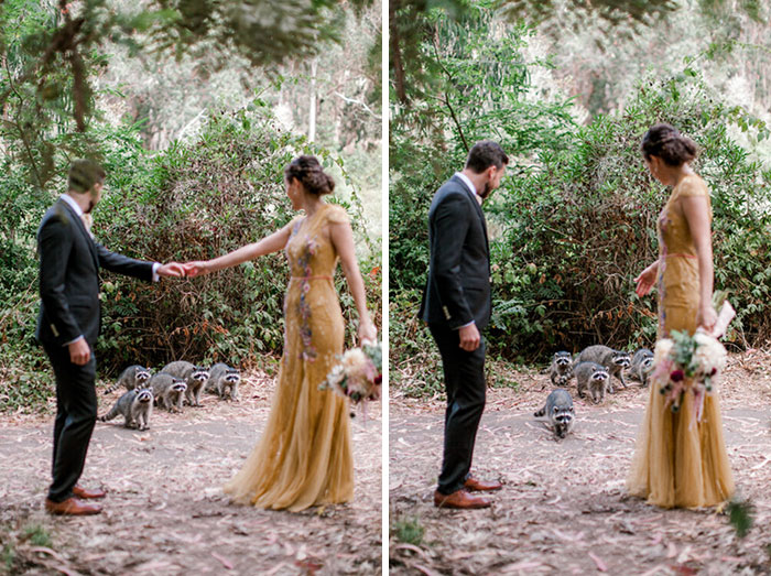 Pareja de esposos miran a una familia de mapaches que salen entre los arbustos en sesión fotográfica 