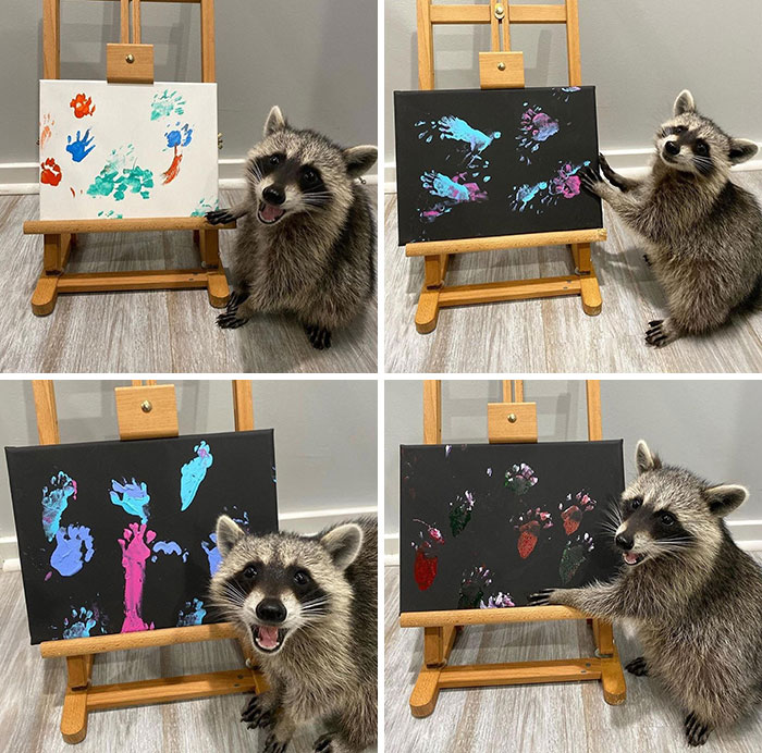Mapache pintando con las patas