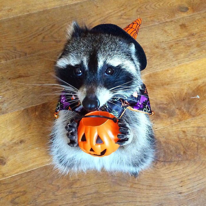 Mapache con sombrero y capa de bruja con una calabacita de Halloween en las patas