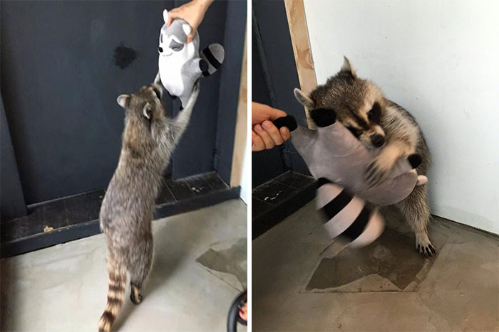 Mapache recibiendo y abrazando a un peluche en forma de mapache 