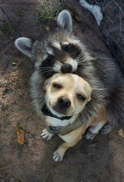 Mapache abrazando a perro beige con manchas blancas