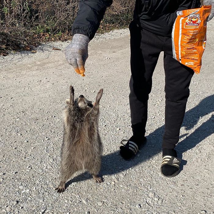 Hombre de pantalones y chamarras negros con un guante gris le da un cheto a un mapache