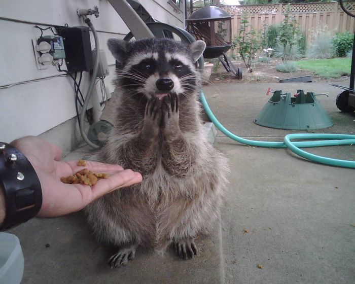 Mapache come croquetas de la mano de un humano 