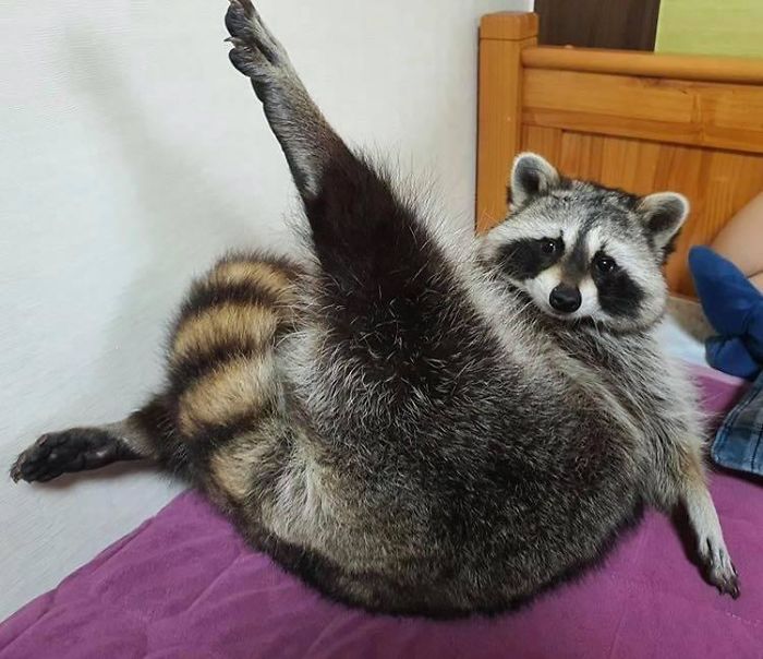 Mapache acostado estirando la pata izquierda hacia arriba