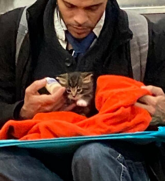 Hombre sentado en el metro con saco negro, camisa blanca, corbata negra y jeans, alimenta a un gatito café con rayas negras mientras lo arropa con una manta naranja