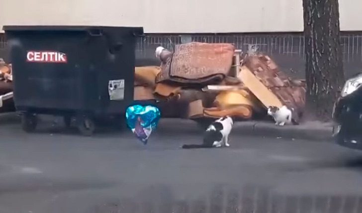 Gato blanco con manchas negras encuentra globo de helio azul en forma de corazón en la calle y se lo lleva a otro gato blanco con manchas cafés