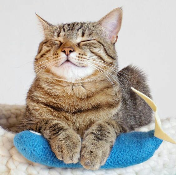 Gatito beige con rayas cafés acostado en una cama con los ojos cerrados