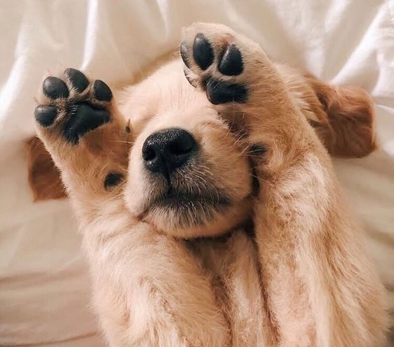 Cachorro golden retriever tapándose los ojos con sus patas