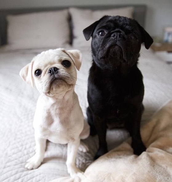 Perritos pug color blanco y negro sentados arriba de una cama con cobijas blancas