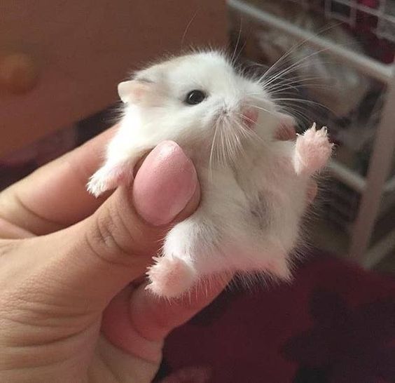 Mano sosteniendo un pequeño hámster blanco con patitas rosas
