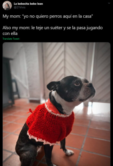 Memes de mamás latinas que no querían perros y terminaron amándolos; perrito bulldog francés color negro con blanco y un suéter tejido rojo de Navidad