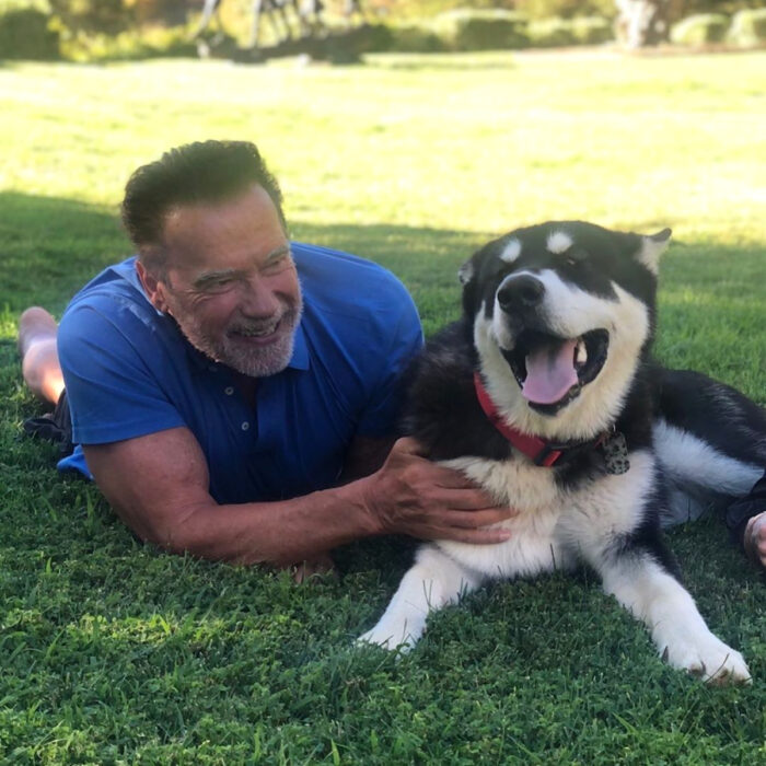 Famosos que han adoptado mascotas, perros o gatos; Arnold Schwarzenegger acostado en el jardín con su perro adulto huskey mestizo Dutch