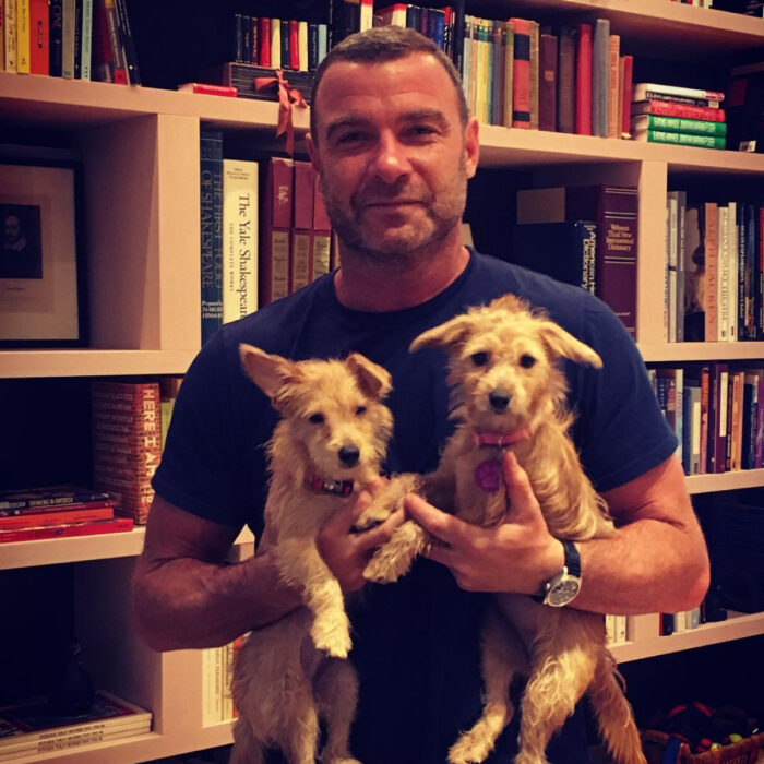 Famosos que han adoptado mascotas, perros o gatos; Liev Schreiber cargando a sus perritos en la biblioteca, Willow y Scout