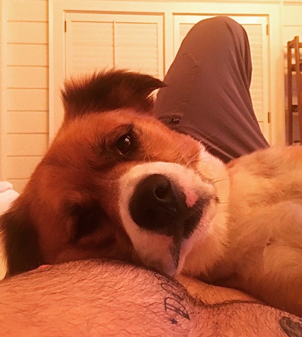 Chris Evans y su perro