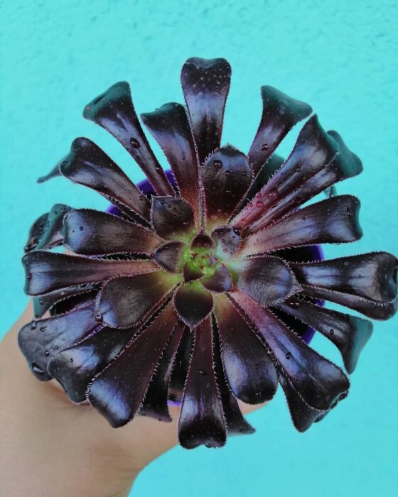 Plantas negras para tu jardín
