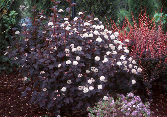 Plantas negras para tu jardín