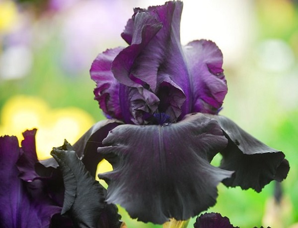 Plantas negras para tu jardín