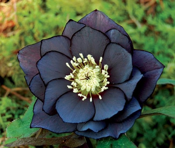 Plantas negras para tu jardín
