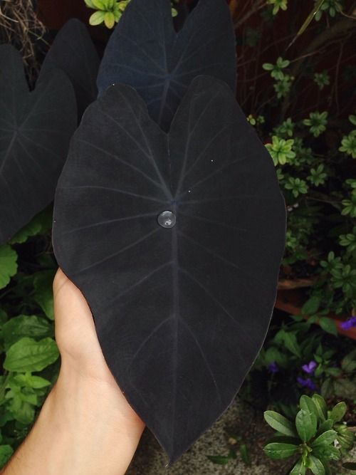 Plantas negras para tu jardín