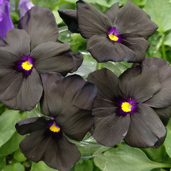 Plantas negras para tu jardín
