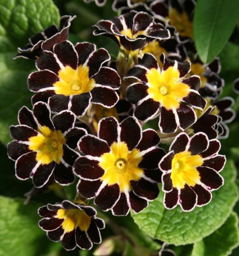 Plantas negras para tu jardín 111