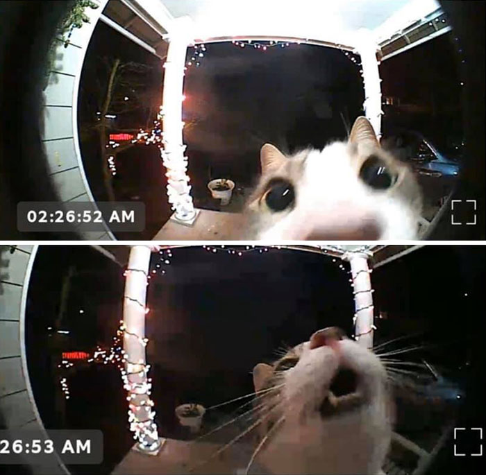 Gatos dramáticos