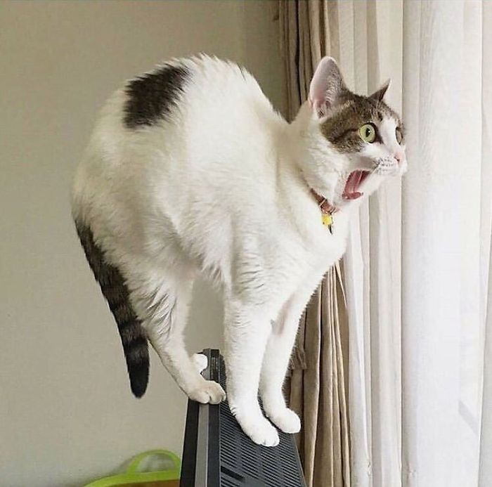 Gatos dramáticos