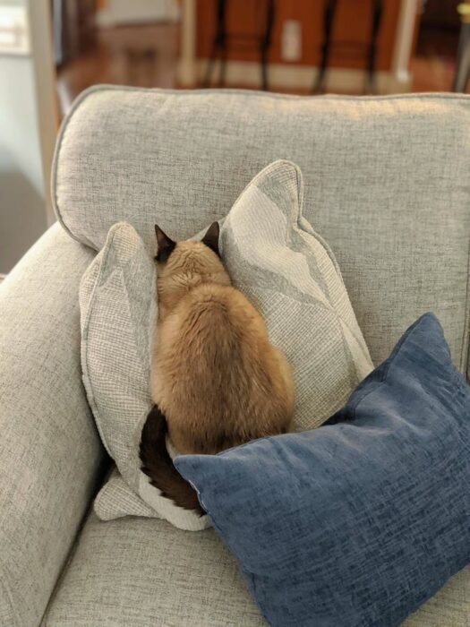 Gatos dramáticos