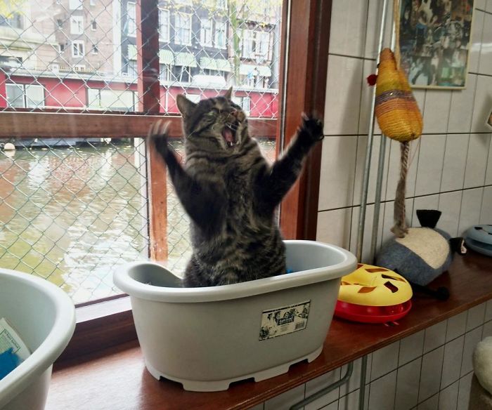 Gatos dramáticos