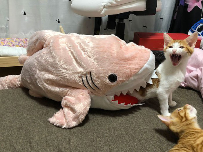 Gatos dramáticos