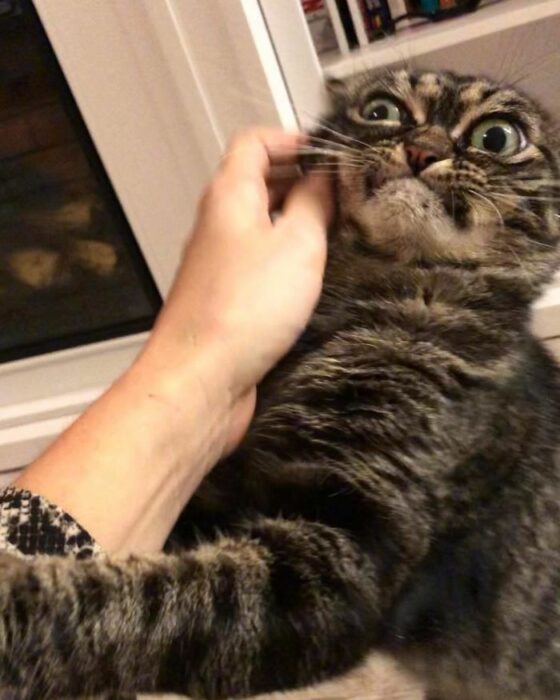 Gatos dramáticos