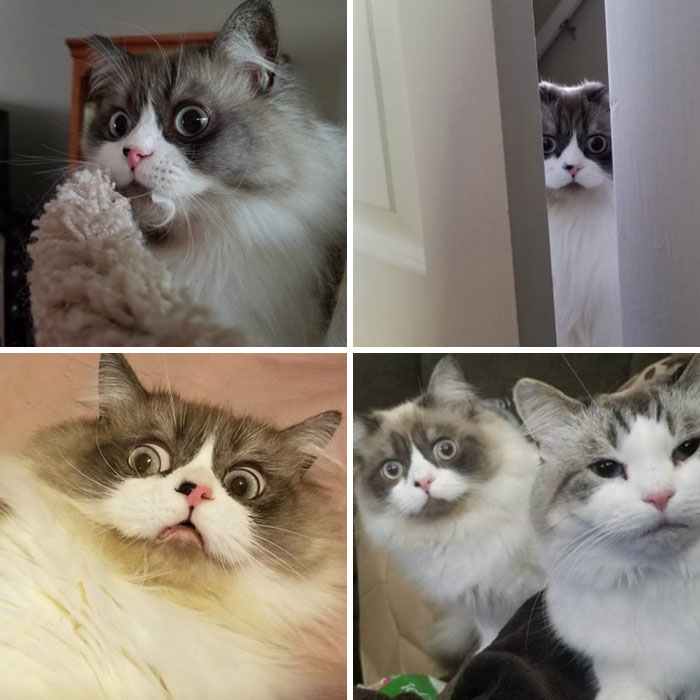 Gatos dramáticos