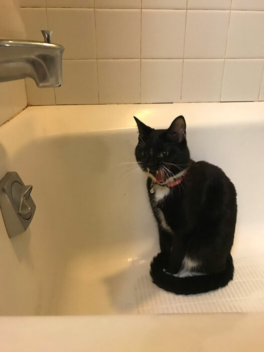 Gatos dramáticos