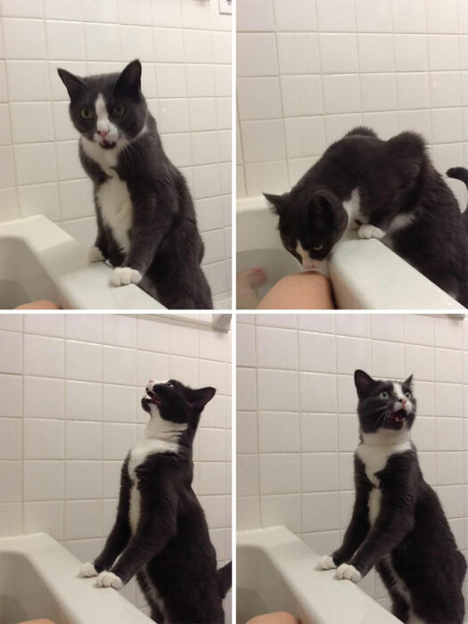 Gatos dramáticos