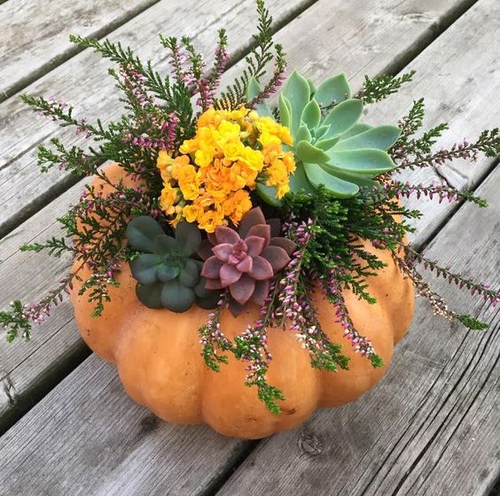 Calabazas con suculentas