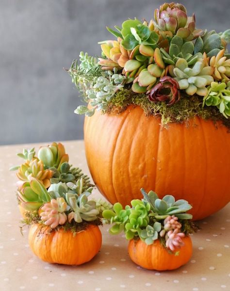 Calabazas con suculentas