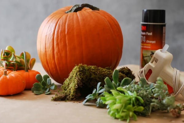 Decoración de otoño de calabazas con suculentas 